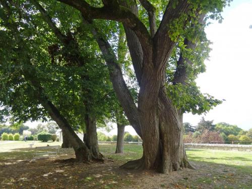 2018 - 06 Château de Brézé (10)