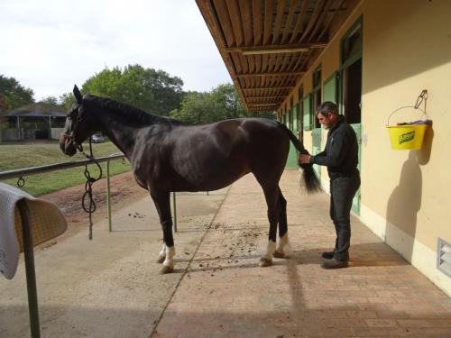 2018 - 18 Le Cadre Noir (17)