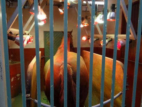 2018 - 18 Le Cadre Noir (21)