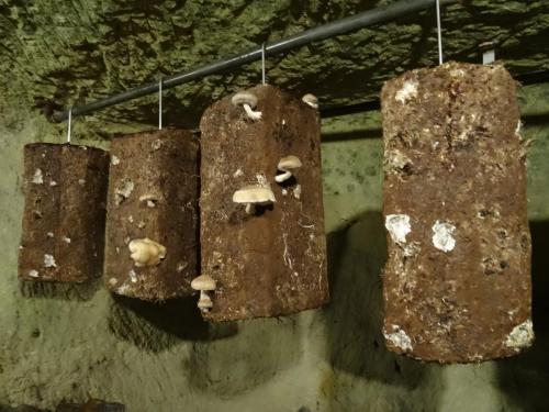 2018 - 19 Musée du Champignon (02)