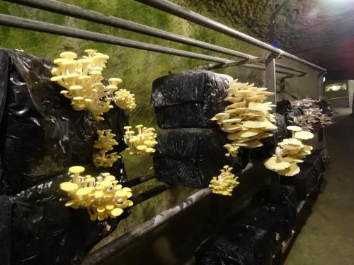 2018 - 19 Musée du Champignon (04)