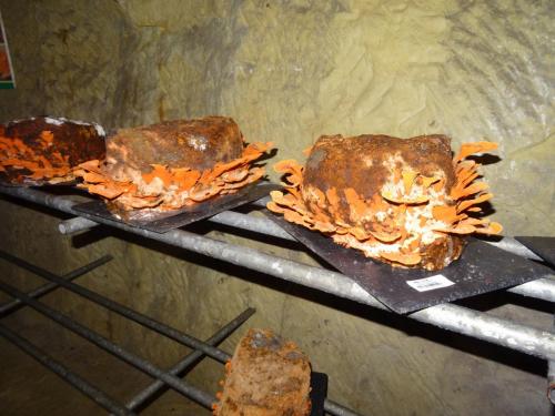 2018 - 19 Musée du Champignon (08)