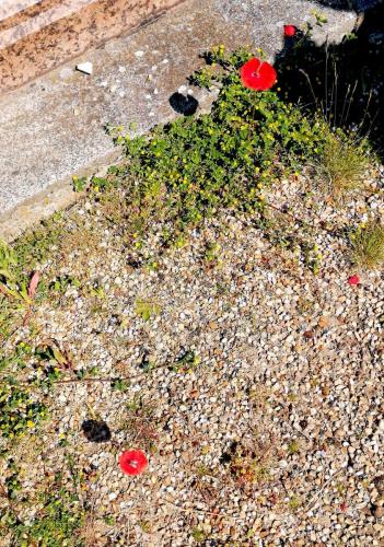 Memorial day 2021 (30)